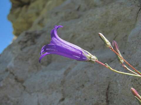 Image of Campanula daghestanica Fomin