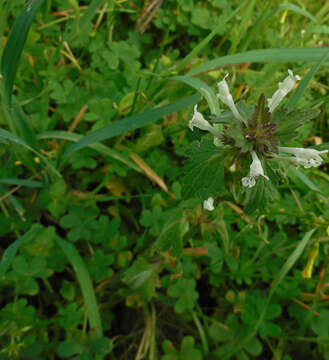 Image of Lamium bifidum subsp. bifidum