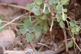 Image of Otostegia fruticosa (Forssk.) Schweinf. ex Penzig