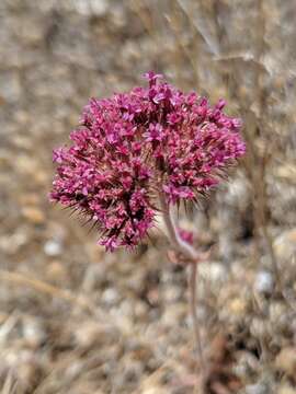 Image of twolobe spineflower