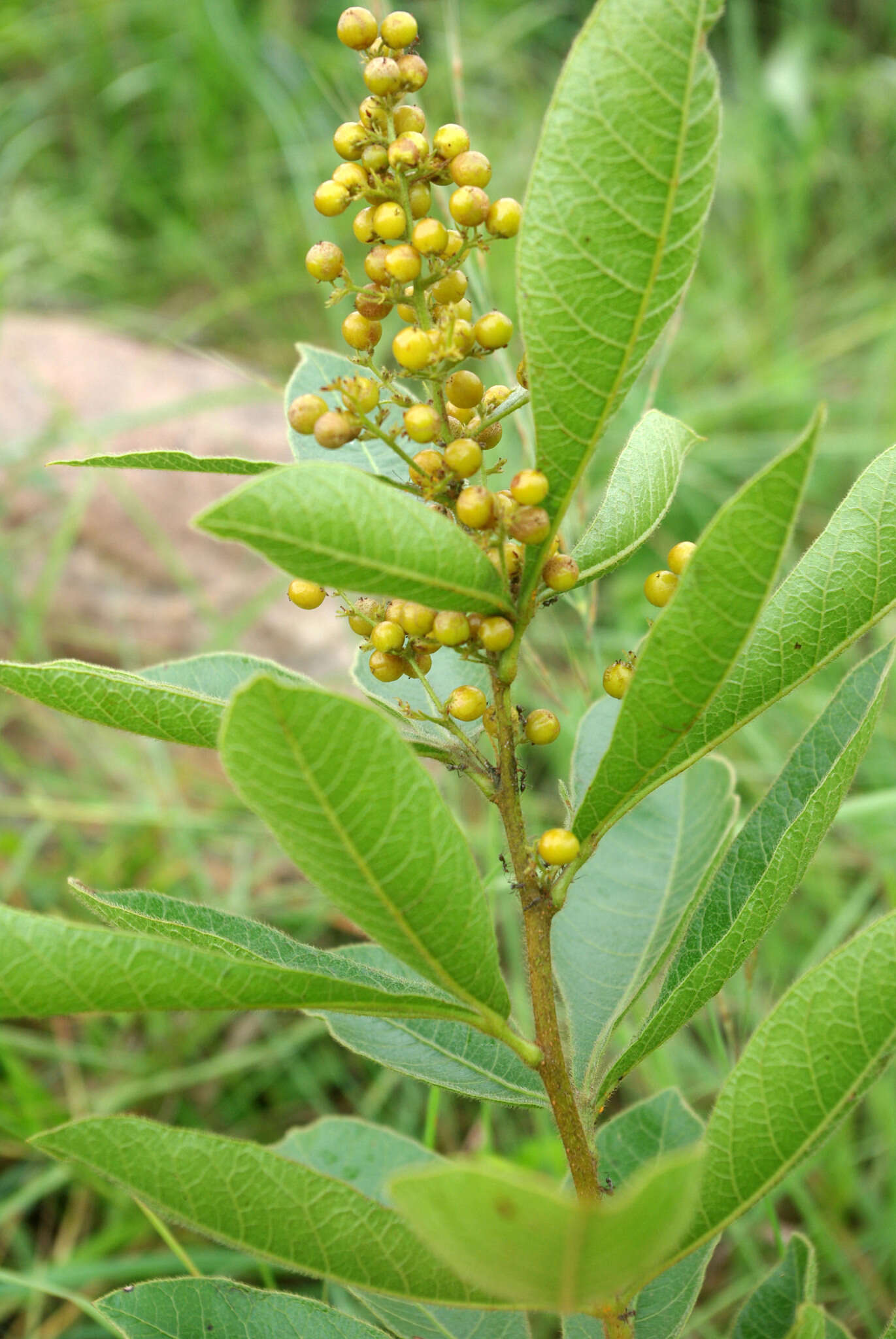 Image of Searsia harveyi (Moffett) Moffett