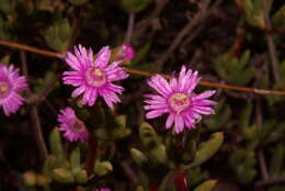 Imagem de Oscularia cedarbergensis (L. Bol.) H. E. K. Hartm.