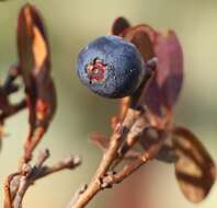 Vaccinium uliginosum subsp. microphyllum Lange的圖片