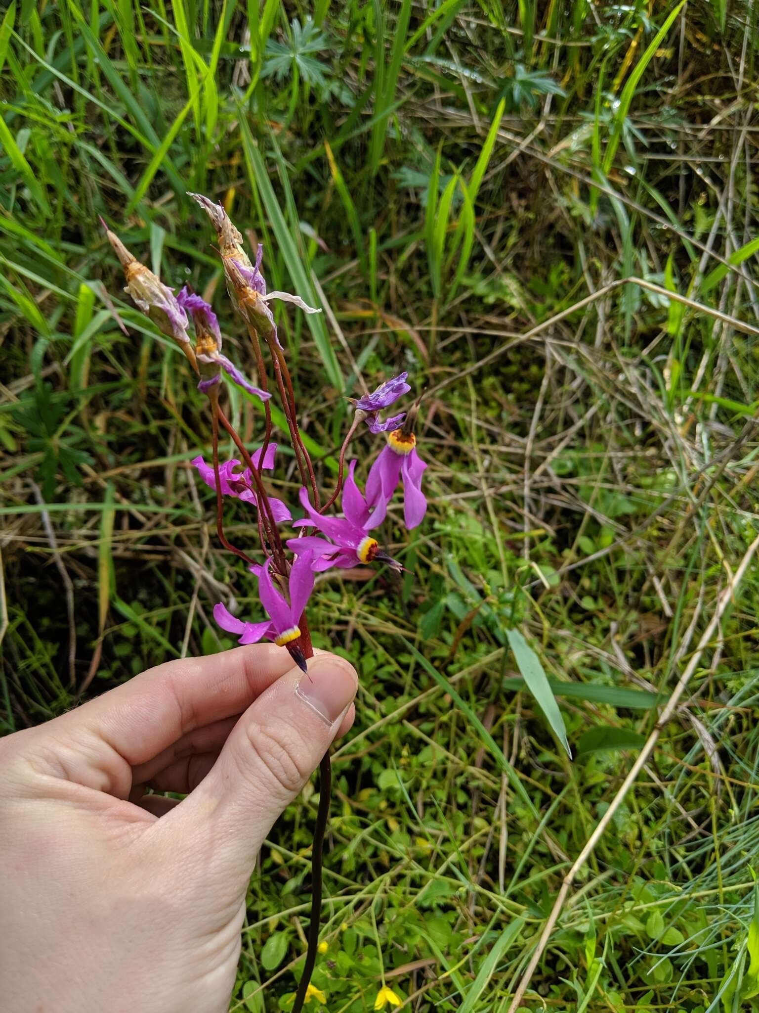 Plancia ëd Dodecatheon pulchellum subsp. macrocarpum (A. Gray) Taylor & Mac Bryde