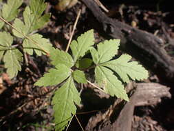 Image of Osmorhiza Raf.