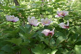 Image of wild peony