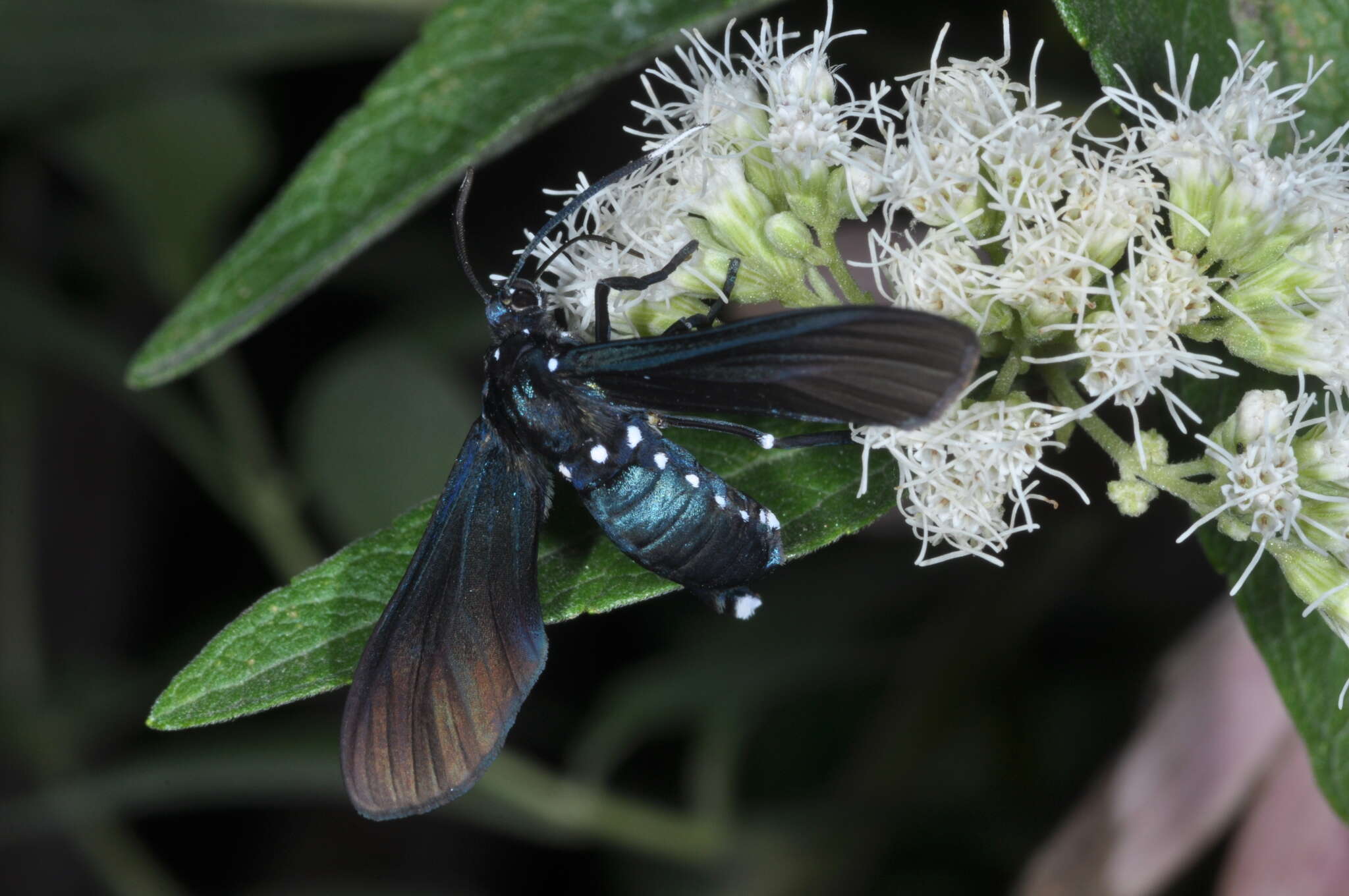 Imagem de Macrocneme leucostigma Perty 1834