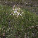Image of Tangled white spider orchid