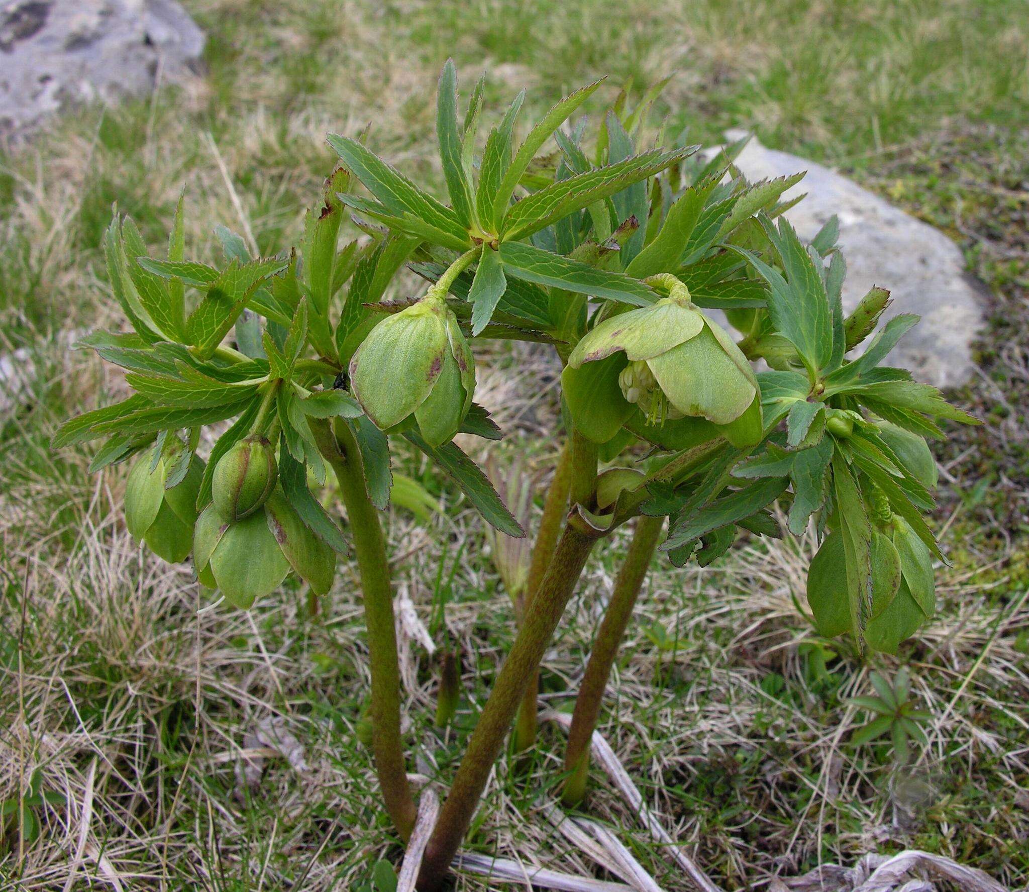 Image of Helleborus viridis subsp. occidentalis (Reuter) Schifner