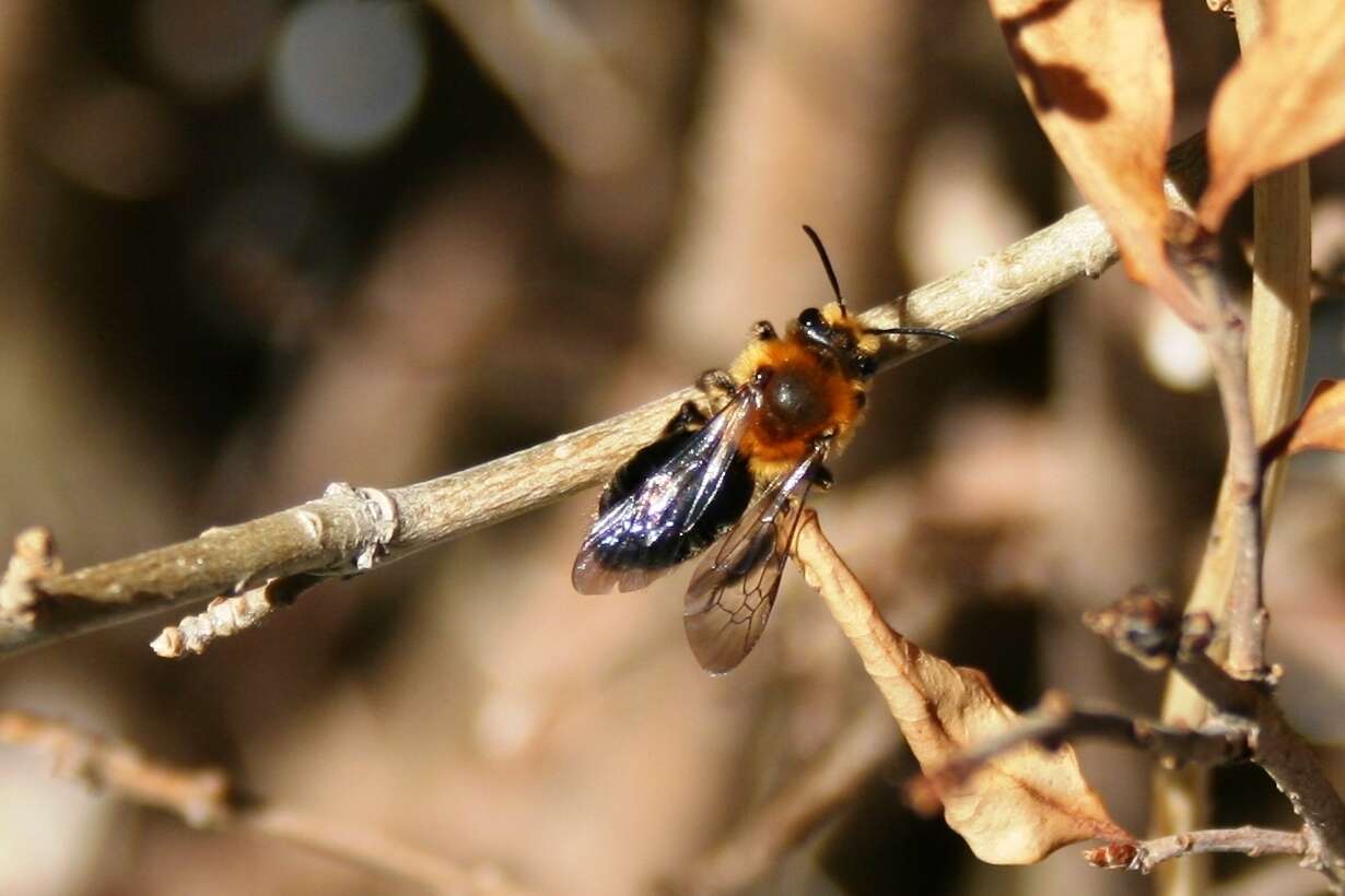 Image of Andrena dunningi Cockerell 1898