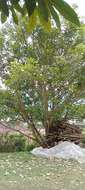 Erythrina fusca Lour. resmi