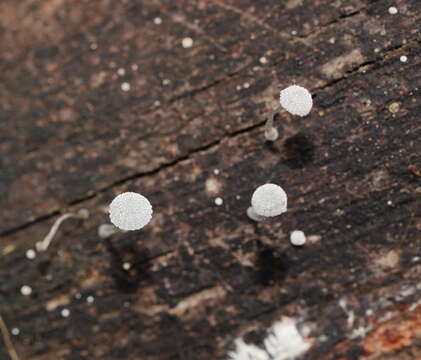 Image of Mycena piringa Grgur. 1997