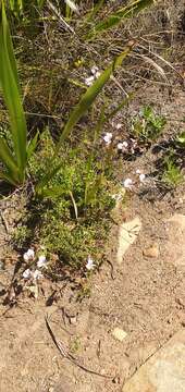 Image of Pelargonium longicaule Jacq.