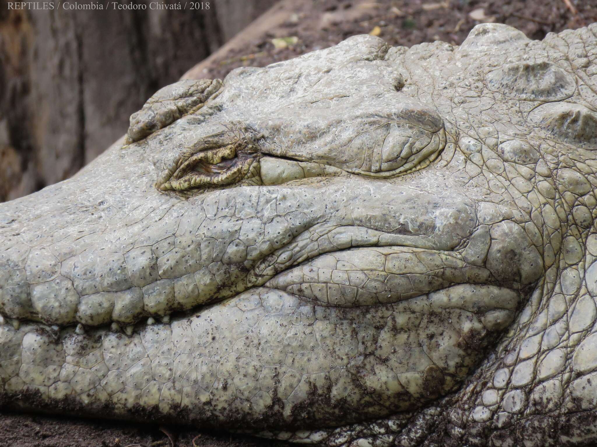 Image of Orinoco Crocodile