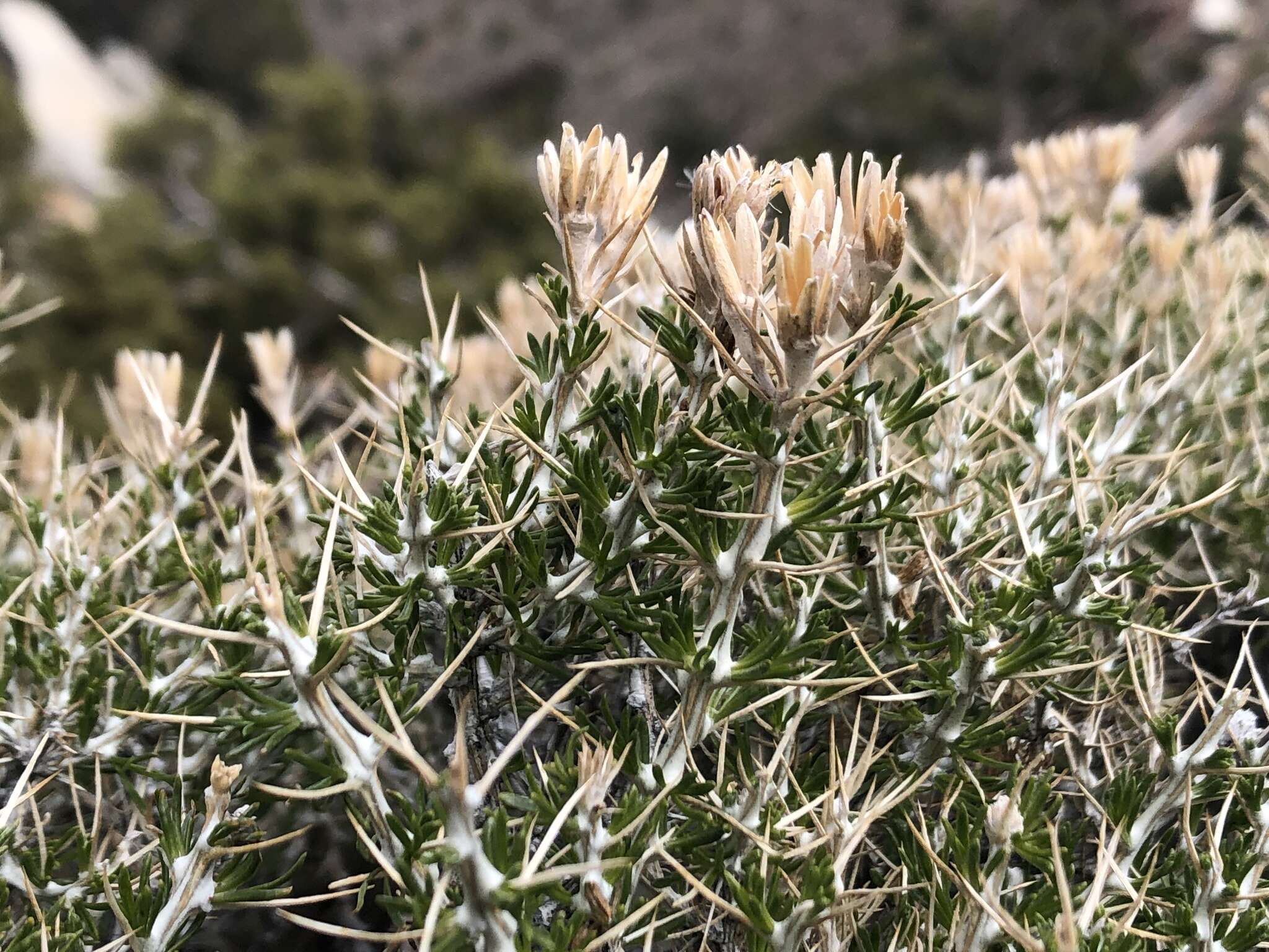 Image of striped cottonthorn