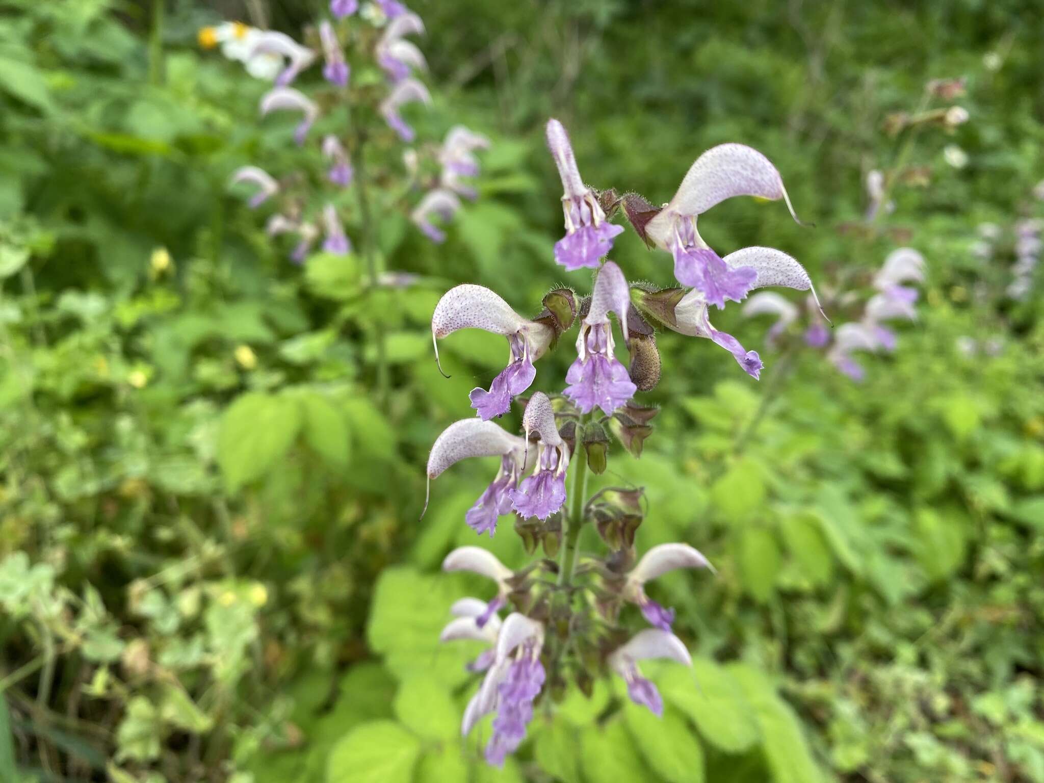 Image of Salvia bowleyana Dunn