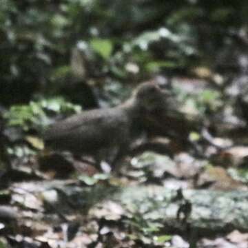 Crypturellus cinereus (Gmelin & JF 1789) resmi