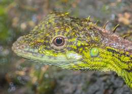 Image of Elliot's Forest Lizard