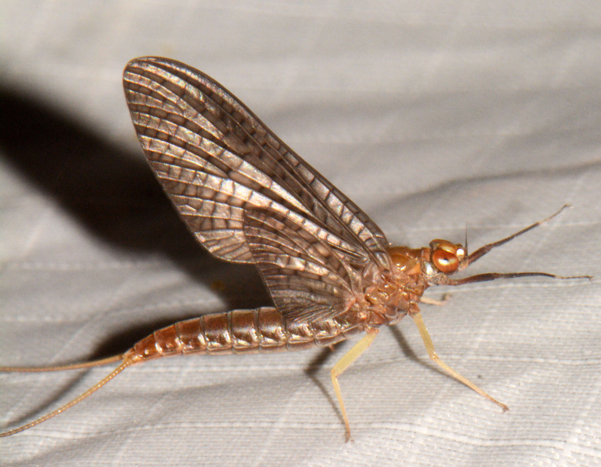 Plancia ëd Isonychia bicolor (Walker 1853)