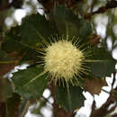 Image of Banksia sessilis var. cordata (Meissn.) A. R. Mast & K. R. Thiele