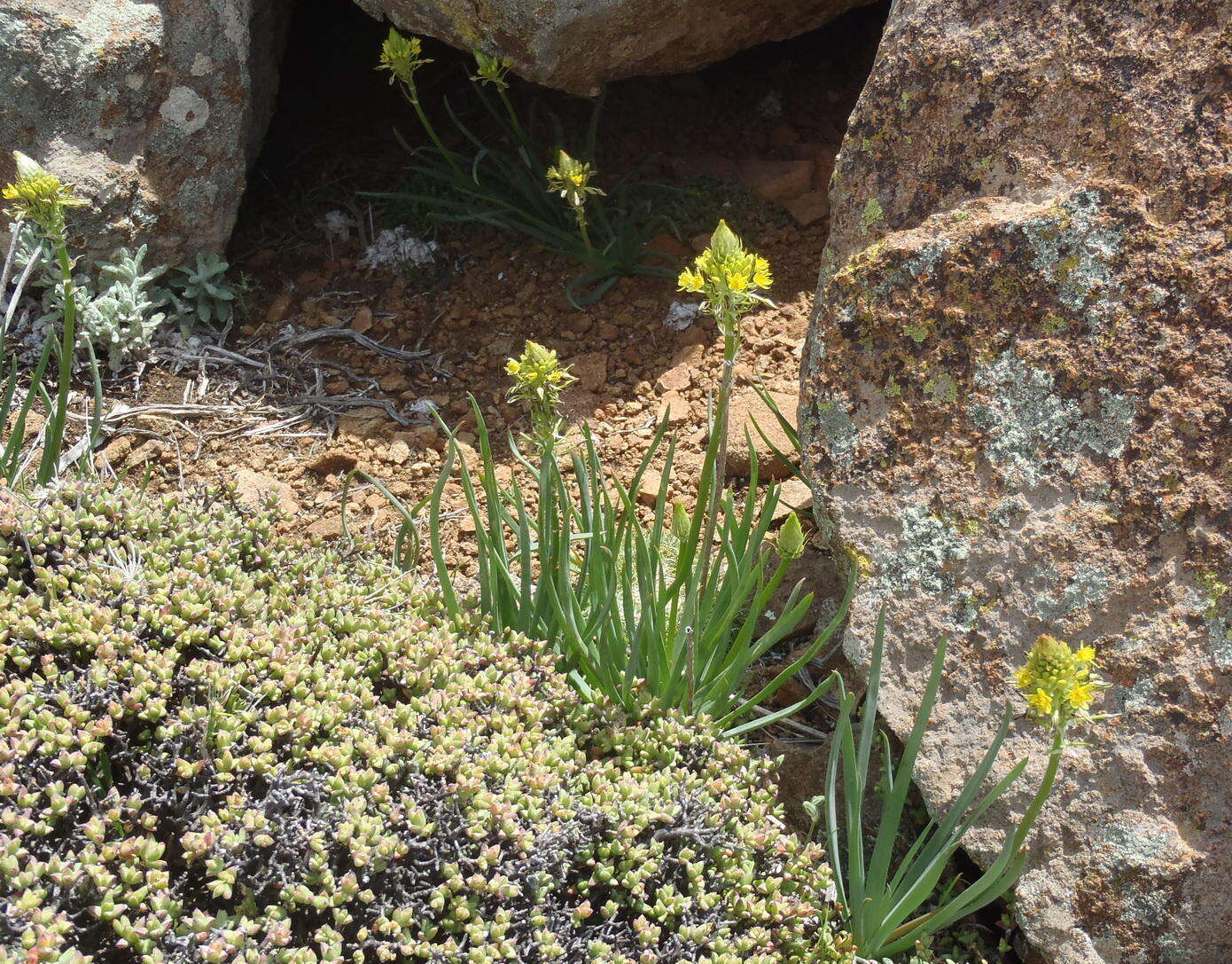 صورة Bulbine abyssinica A. Rich.