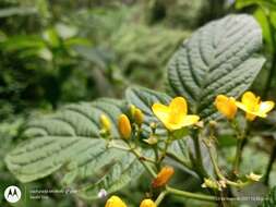 Image of Deppea grandiflora Schltdl.