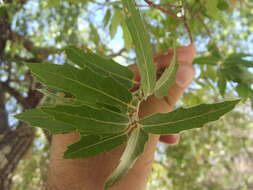 Image of Quercus devia Goldman