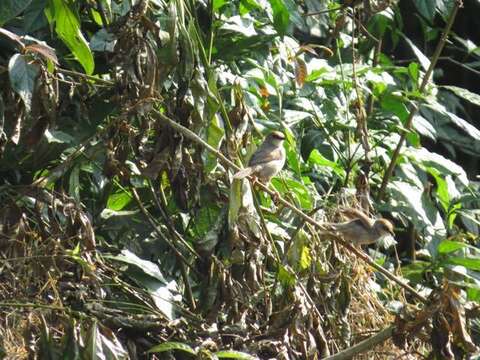 Image of Chubb's Cisticola