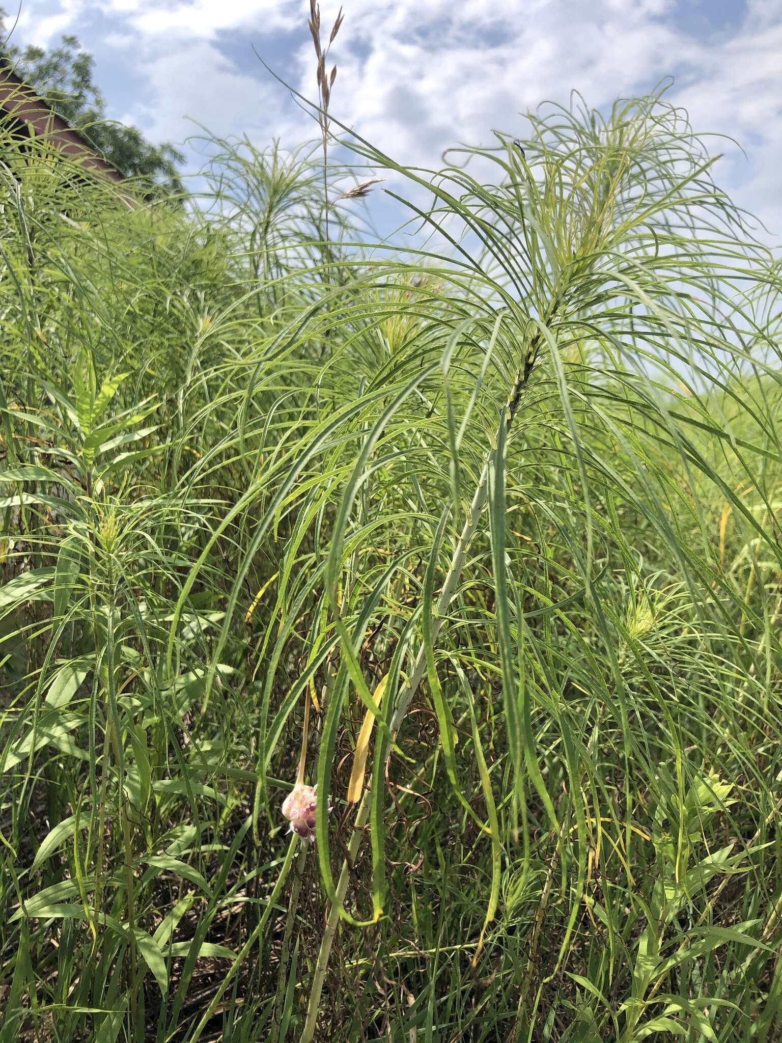 Plancia ëd Helianthus salicifolius A. Dietr.