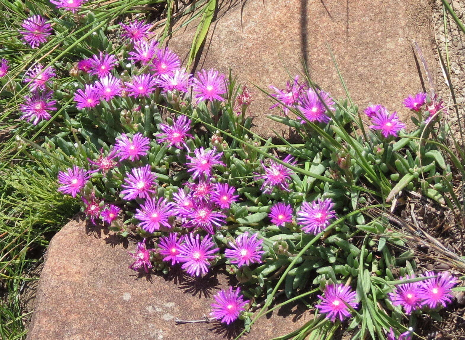 Imagem de Delosperma lavisiae L. Bol.