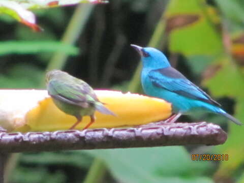 Image of Blue Dacnis