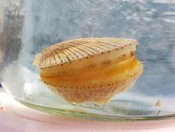 Image of Pacific pink scallop