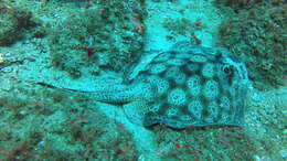 Image of Central American round stingray