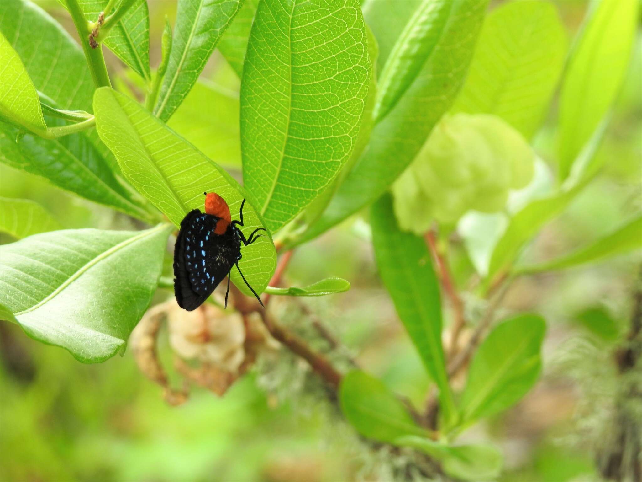 Слика од Eumaeus atala (Poey 1832)