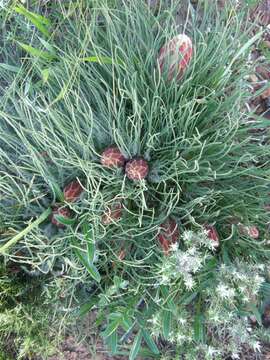 Plancia ëd Protea restionifolia (Salisb. ex Knight) Rycroft