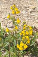 Image of Calceolaria germainii Witasek