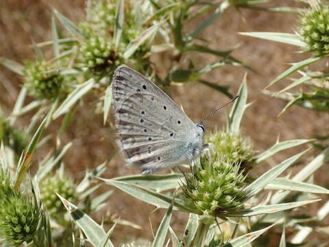 Image of Polyommatus daphnis