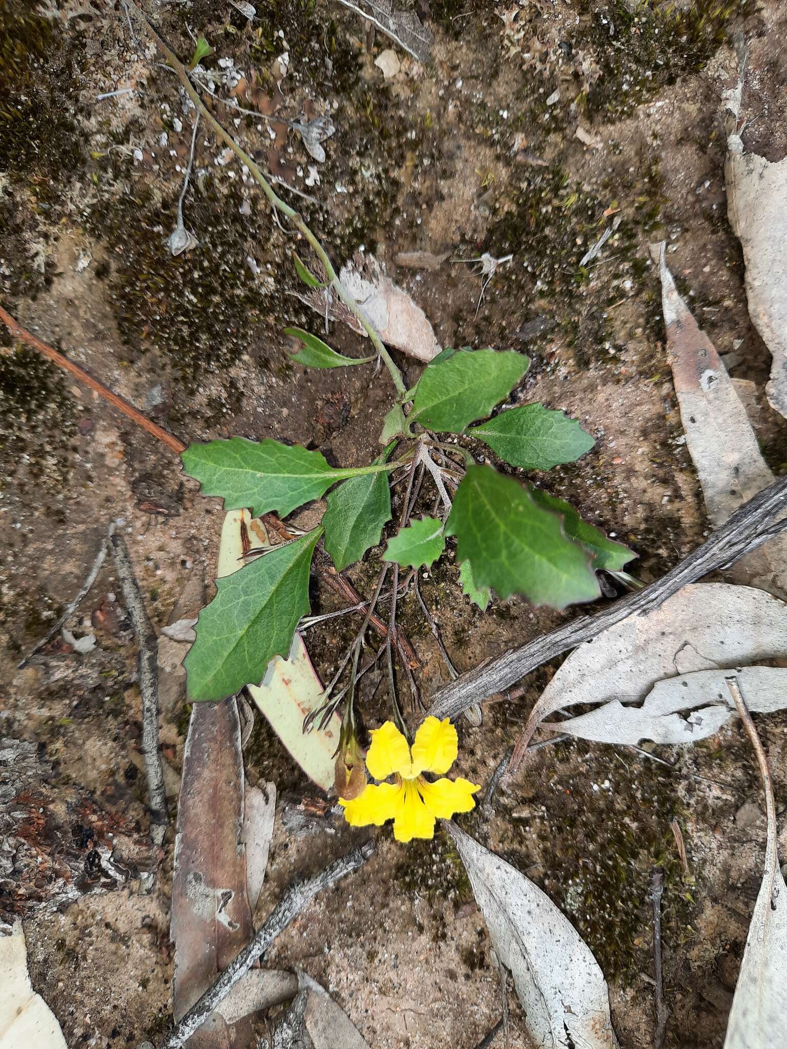 Image of Goodenia hederacea subsp. hederacea