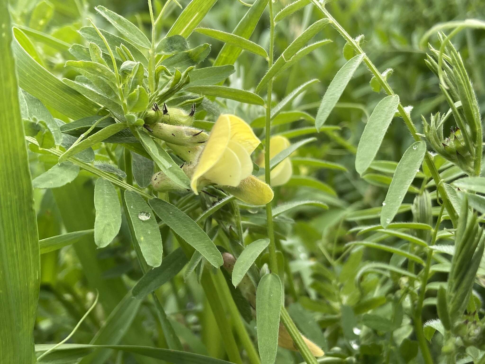 Sivun Vicia hybrida L. kuva