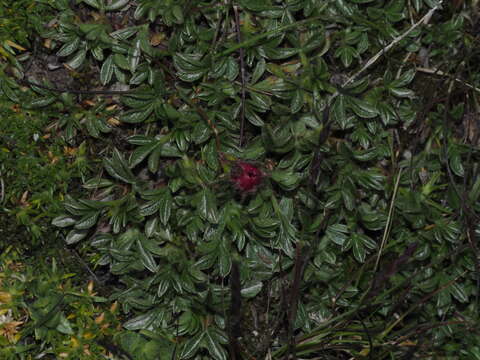 Image de Potentilla nitida L.