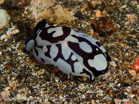 Image of Tubulophilinopsis Zamora-Silva & Malaquias 2017