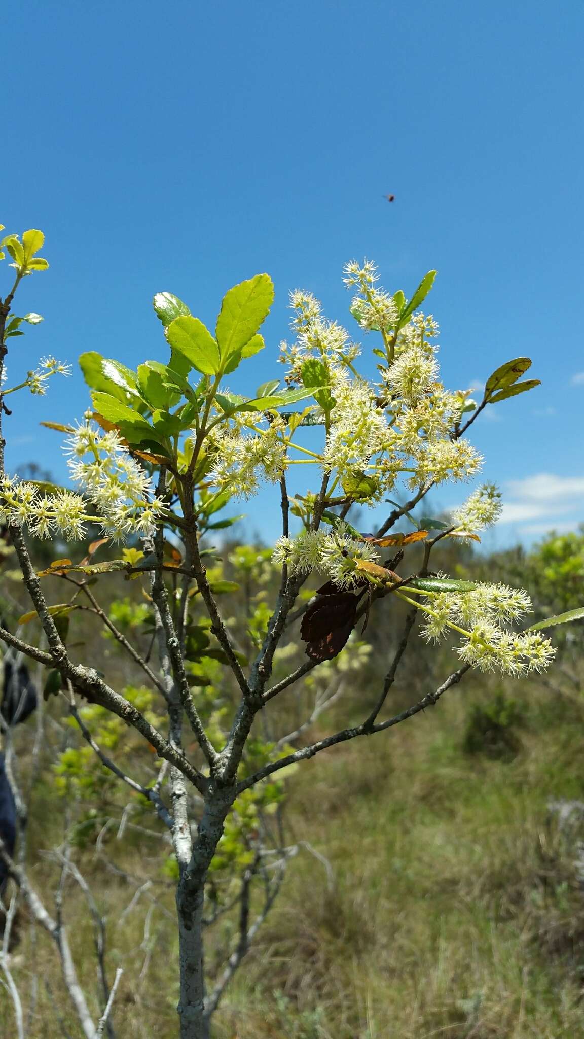 Image of Weinmannia bojeriana Tul.