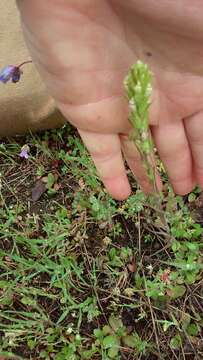 Image of attenuate Indian paintbrush