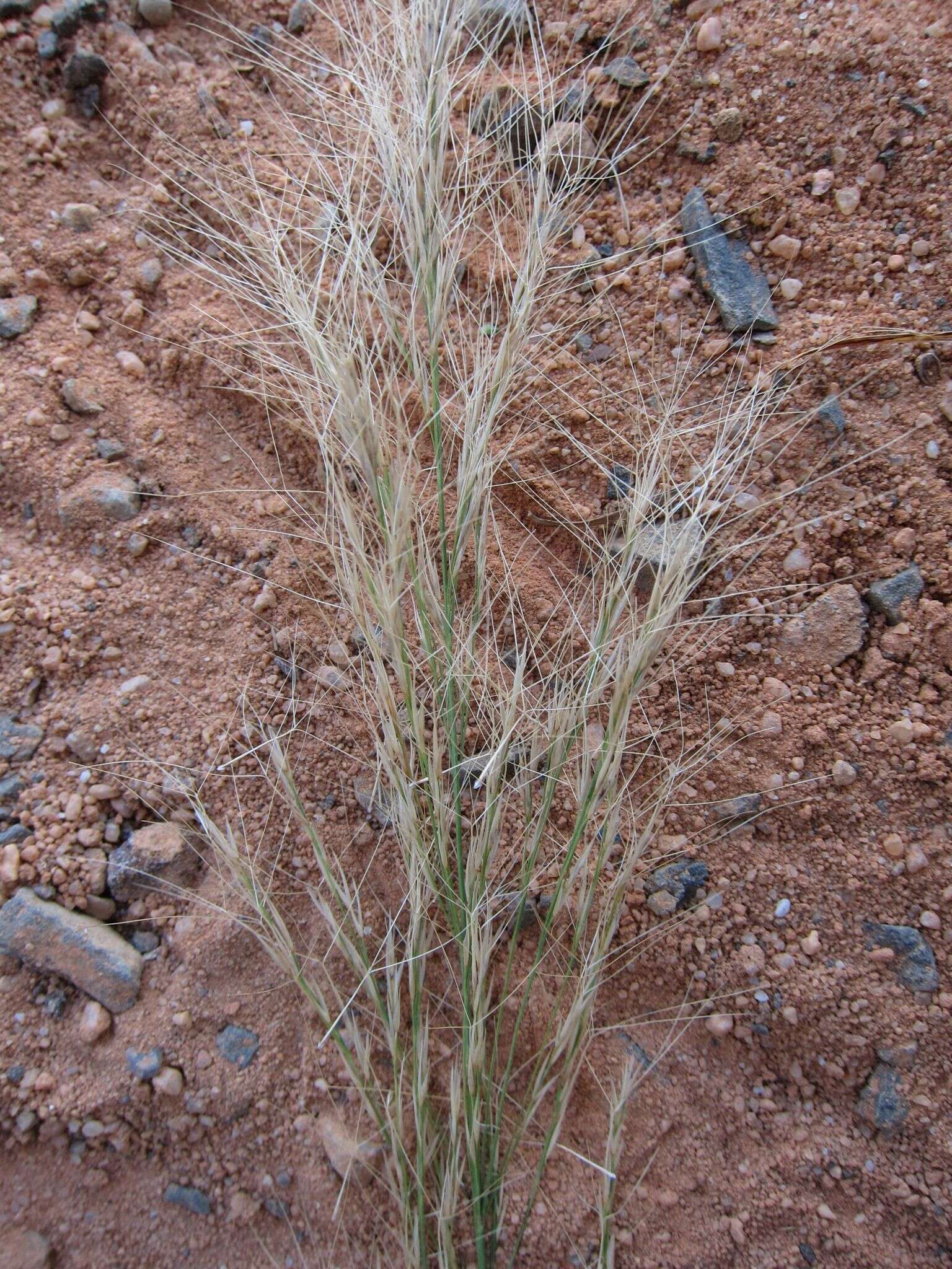 Image de Aristida rufescens Steud.