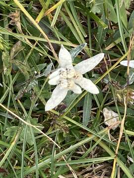 Image of edelweiss