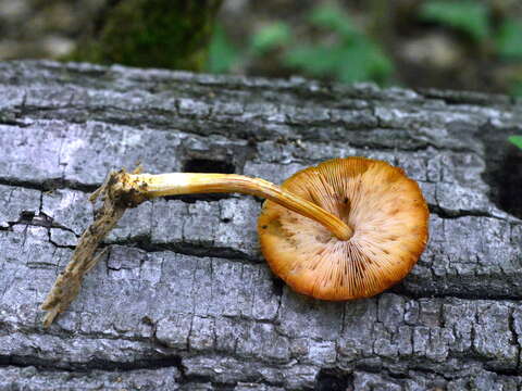 Image de Pluteus variabilicolor Babos 1978