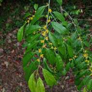 Imagem de Indorouchera griffithiana (Planch.) Hall. fil.