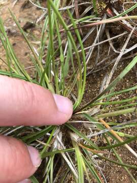 Image of Tufted Hair Grass