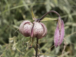 Lilium martagon var. martagon的圖片