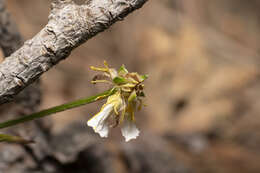 Image de Ranunculus neapolitanus Tenore